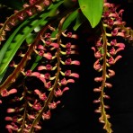 Bulbophyllum falcatum var velutinum-Flowering Size 